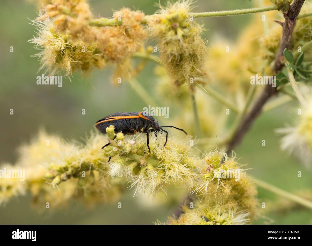 Acacia beetle hi-res stock photography and images - Alamy