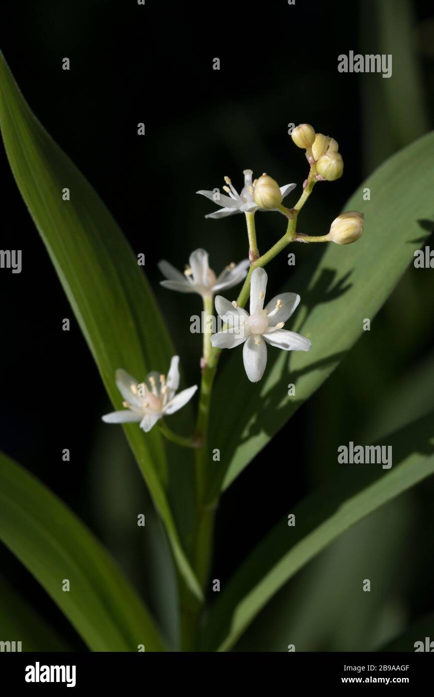 Starry false lily of the valley flowers Stock Photo