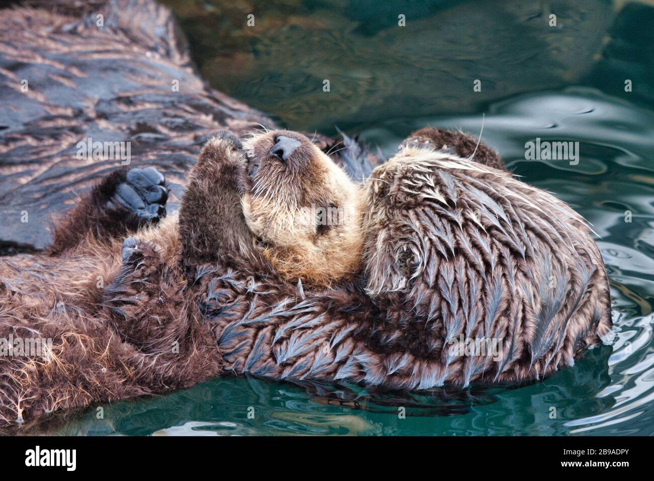 Close-up photo of a mother sea otter nurturing her recently born baby. Stock Photo