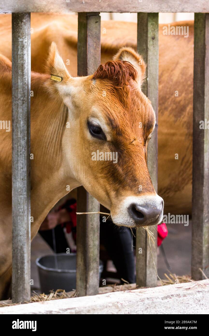 portrait of a jersey cow with her head thru a wooden structure to hold