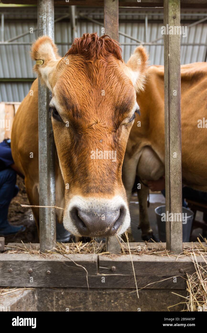 portrait of a jersey cow with her head thru a wooden structure to hold