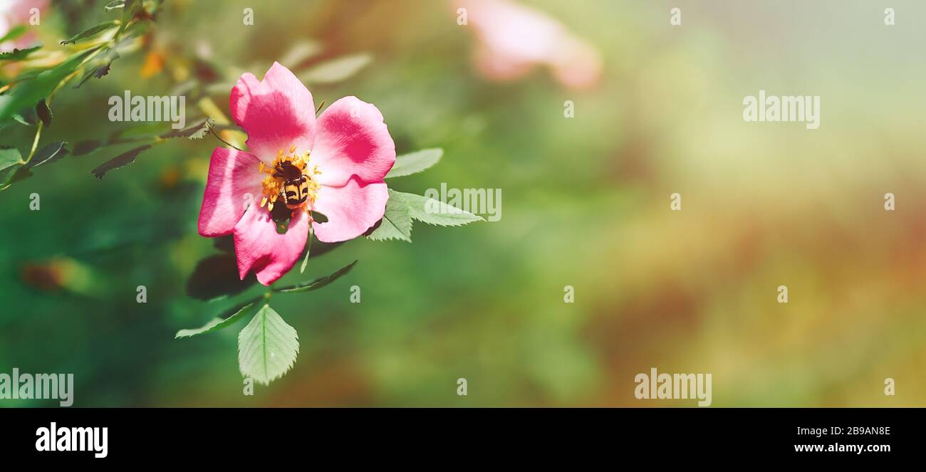 yellow bid bumblbee sittind on pink flower dogrose, nature, space for text Stock Photo