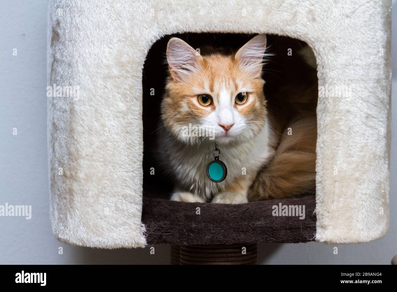 Close Up Of A Beautiful Orange And White Cat Wearing A Name Tag In A Dark  Home Setting Stock Photo - Alamy