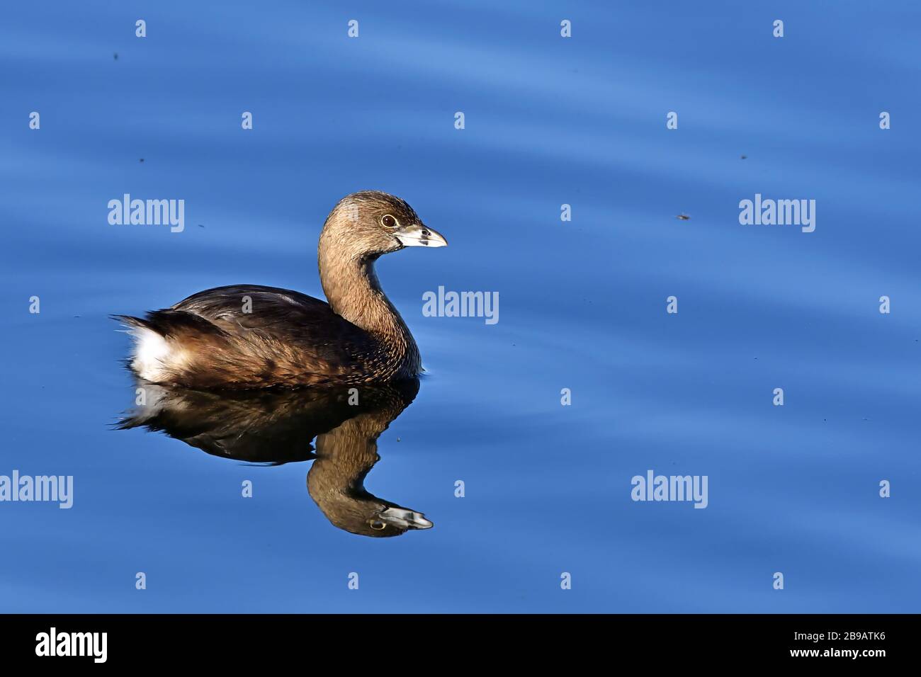 Pied-billed Grebe on Vancouver Island Stock Photo