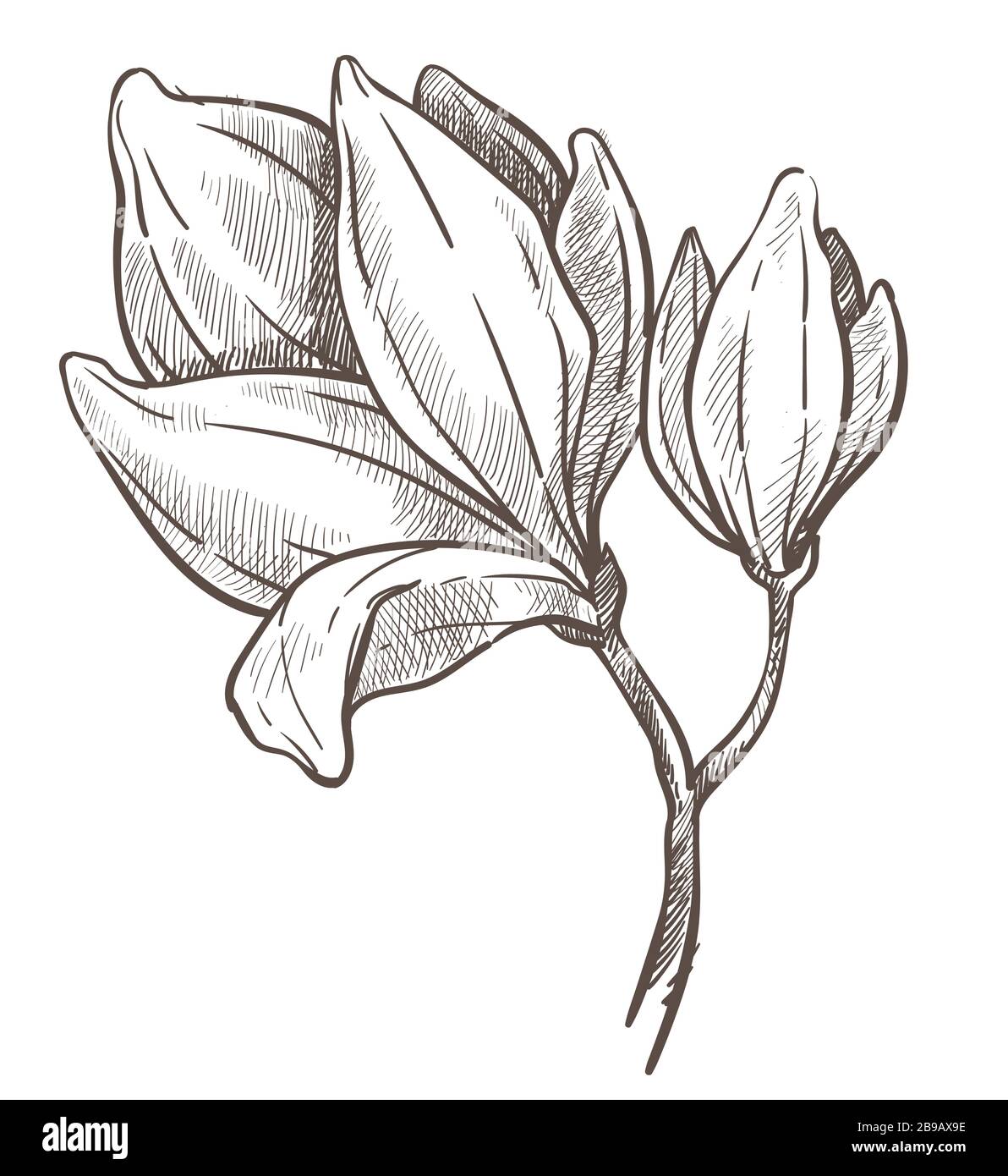 Flowers blossom, magnolia plant isolated sketch drawing Stock Vector