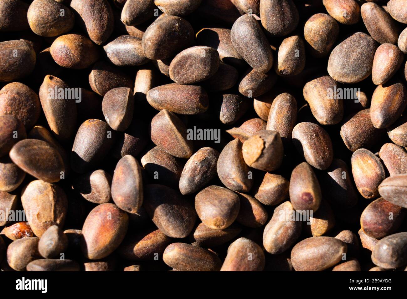 Inshell pine nuts. Cedar nuts. Background Texture. Macro. Stock Photo