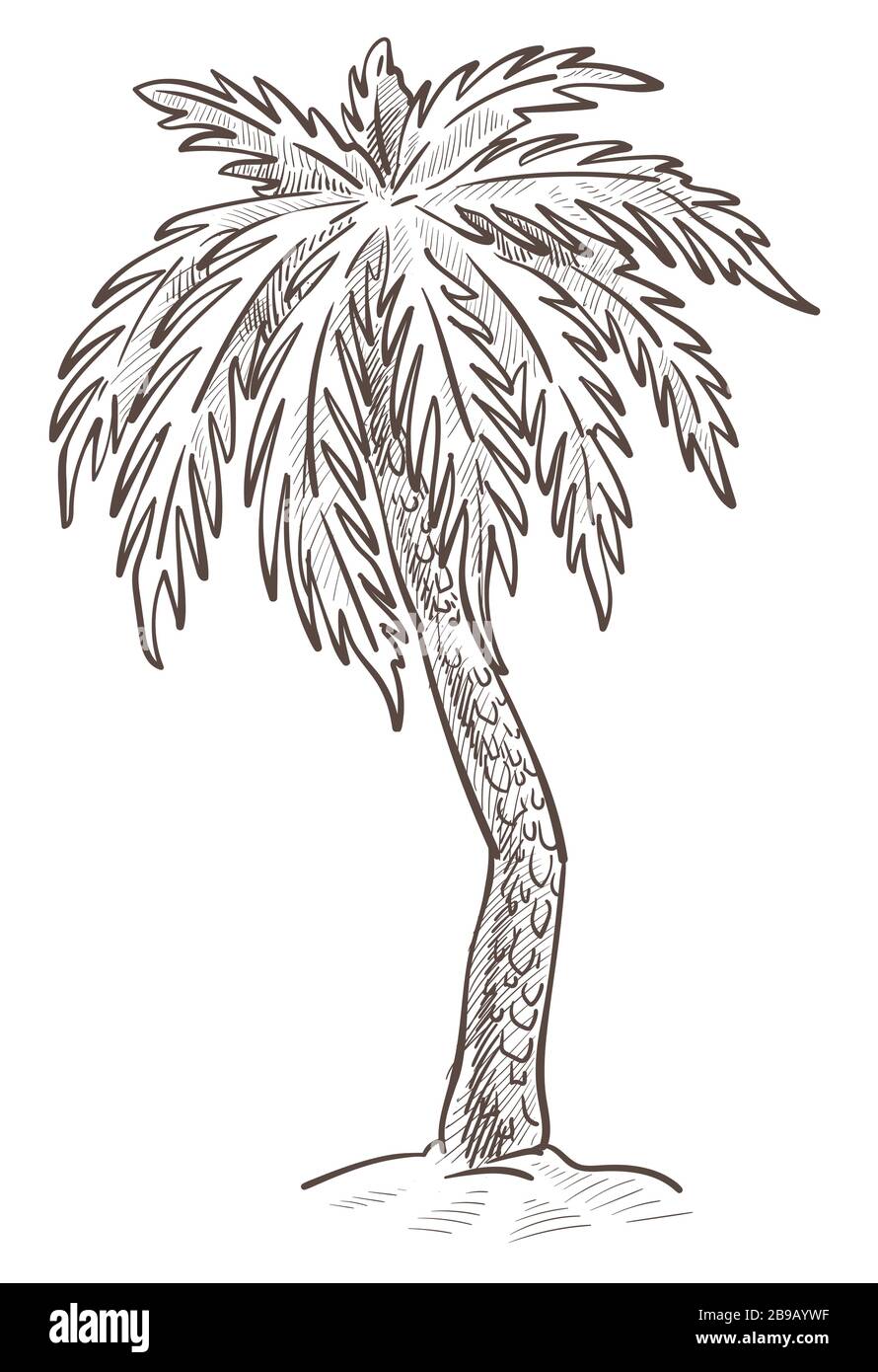 palm tree Illustrations to Download for Free  FreeImages