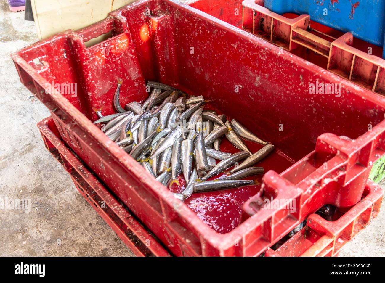 Odontesthes regia, Chilean silverside or pejerrey basket in the fish market, huarmey fishing pier Stock Photo