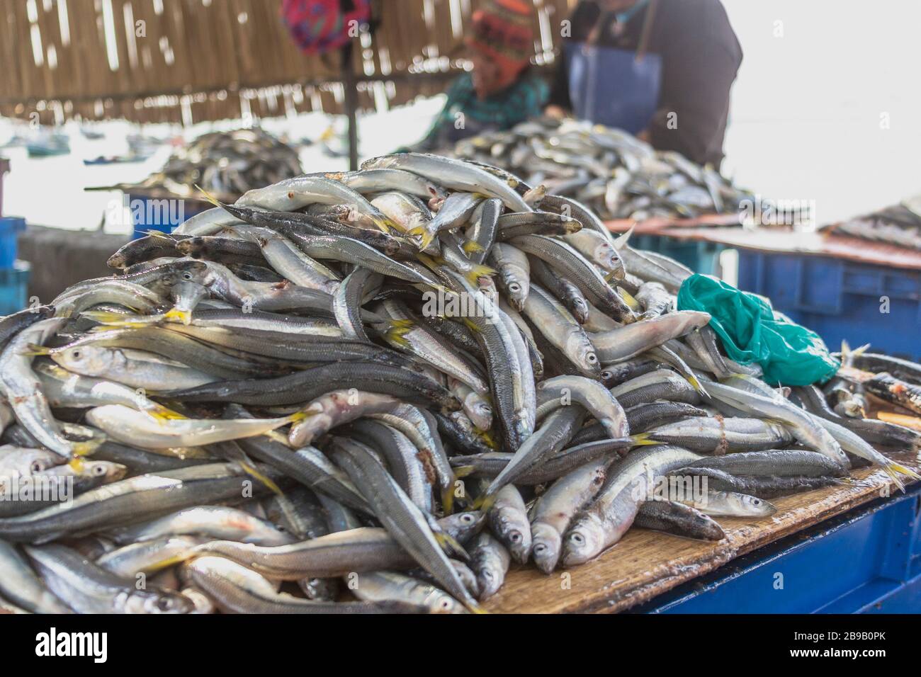 Odontesthes regia, Chilean silverside or pejerrey basket in the fish market, huarmey fishing pier Stock Photo