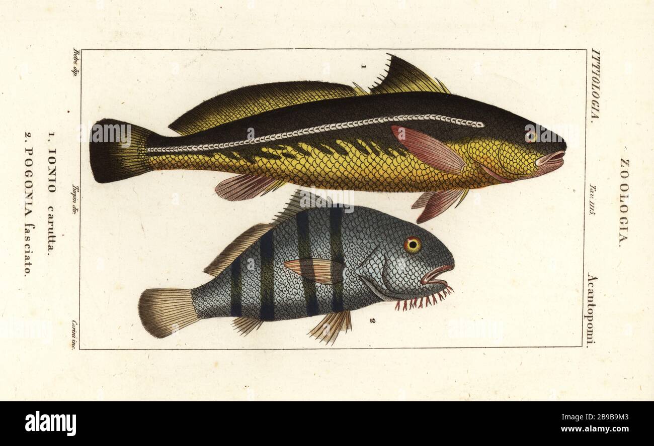 Karut croaker, Johnius carutta, Ionio carutta 1 and black drum, Pogonias cromis, Pogonias fasciatus, Pogonia fasciato 2. Handcoloured copperplate stipple engraving from Antoine Laurent de Jussieu's Dizionario delle Scienze Naturali, Dictionary of Natural Science, Florence, Italy, 1837. Illustration engraved by Corsi, drawn by Jean Gabriel Pretreatment and directed by Pierre Jean-Francois Turpin, and published by Batelli e Figli. Turpin (1775-1840) is considered one of the greatest French botanical illustrators of the 19th century. Stock Photo