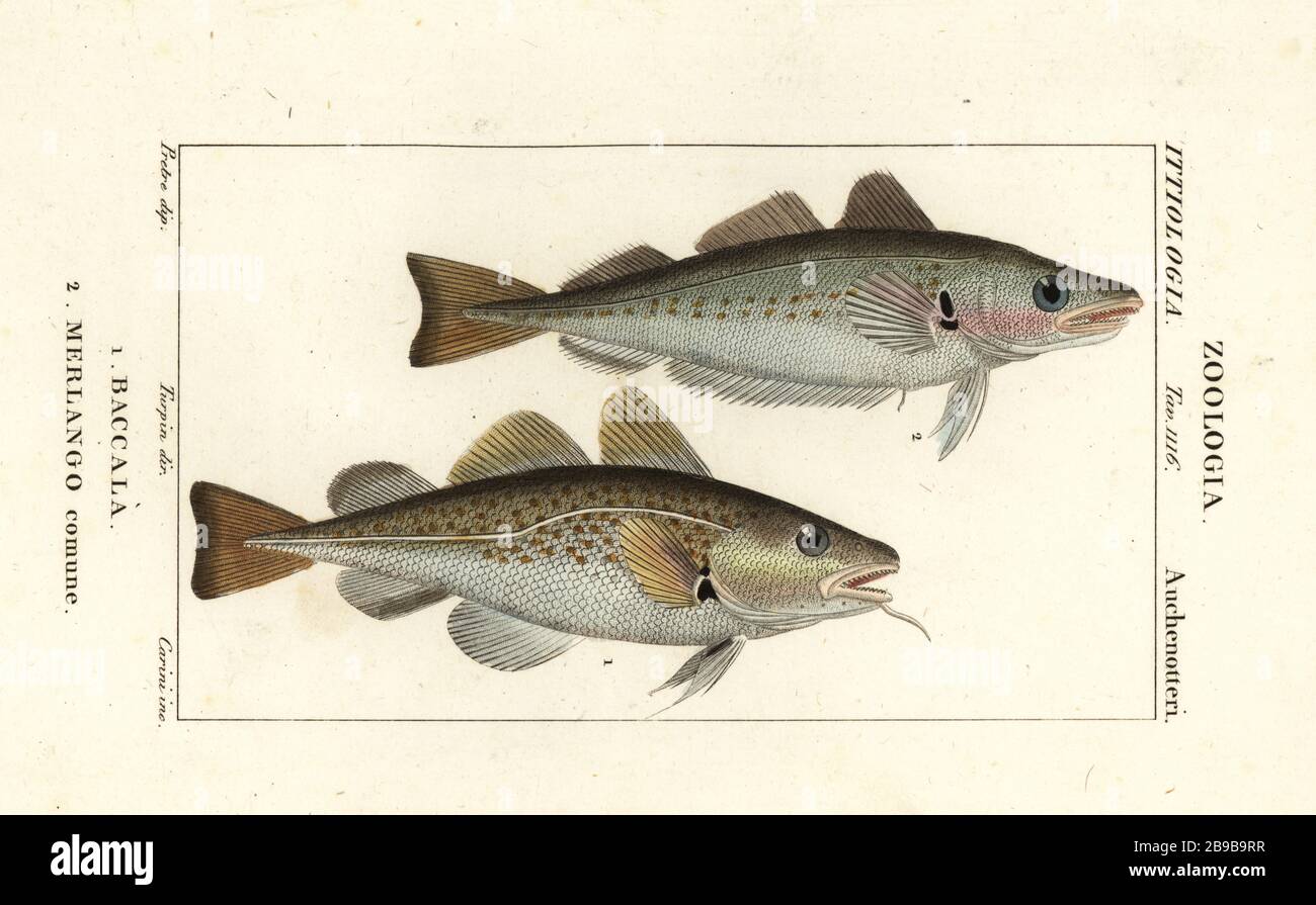 Cod fish, Gadus morhua, Baccala 1 and whiting, Merlangius merlangus, Merlango comune 2. Handcoloured copperplate stipple engraving from Antoine Laurent de Jussieu's Dizionario delle Scienze Naturali, Dictionary of Natural Science, Florence, Italy, 1837. Illustration engraved by Corsi, drawn by Jean Gabriel Pretreatment and directed by Pierre Jean-Francois Turpin, and published by Batelli e Figli. Turpin (1775-1840) is considered one of the greatest French botanical illustrators of the 19th century. Stock Photo
