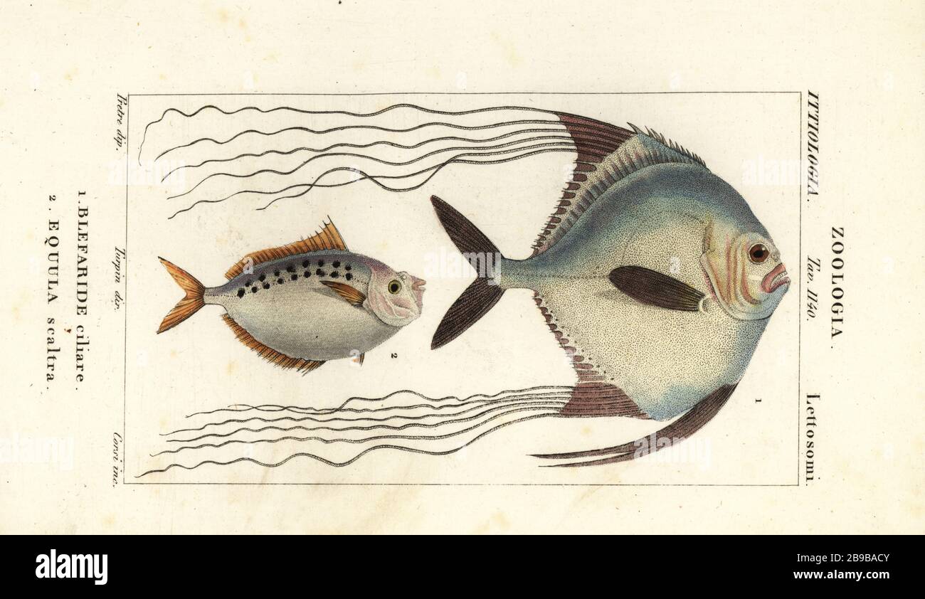 African pompano, Alectis ciliaris, Blepharis ciliaris, Blefaride ciliare 1 and ponyfish, Poulain ruse, Leiognathus equulus 2. Blefaride ciliare, Equula scaltra. Handcoloured copperplate stipple engraving from Antoine Laurent de Jussieu's Dizionario delle Scienze Naturali, Dictionary of Natural Science, Florence, Italy, 1837. Illustration engraved by Corsi, drawn by Jean Gabriel Pretre and directed by Pierre Jean-Francois Turpin, and published by Batelli e Figli. Turpin (1775-1840) is considered one of the greatest French botanical illustrators of the 19th century. Stock Photo