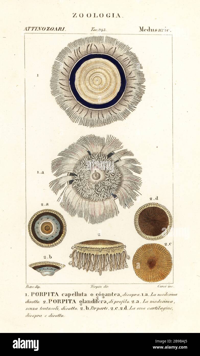 Blue button, Porpita porpita 1,2. Porpita capelluta o gigantea 1, Porpita glandifera 2. Handcoloured copperplate stipple engraving from Antoine Laurent de Jussieu's Dizionario delle Scienze Naturali, Dictionary of Natural Science, Florence, Italy, 1837. Illustration engraved by Corsi, drawn by Jean Gabriel Pretre and directed by Pierre Jean-Francois Turpin, and published by Batelli e Figli. Turpin (1775-1840) is considered one of the greatest French botanical illustrators of the 19th century. Stock Photo