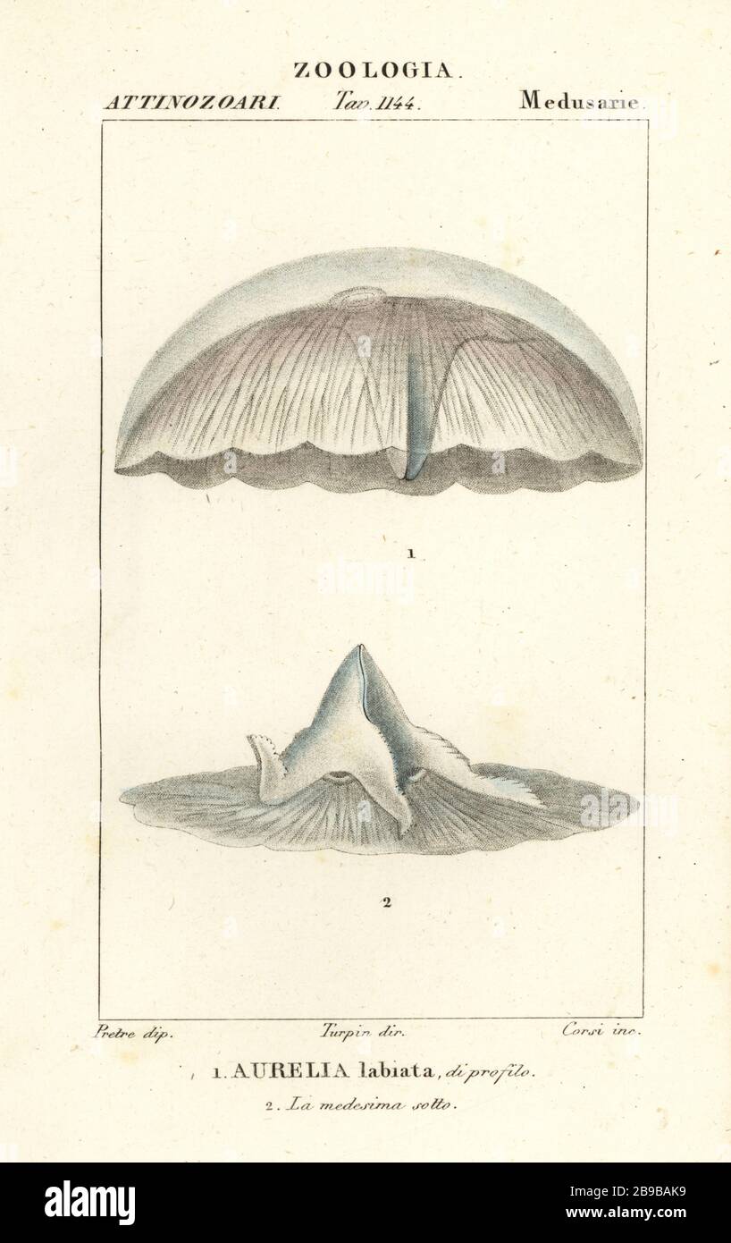 Moon jellyfish, Aurelia labiata. Handcoloured copperplate stipple engraving from Antoine Laurent de Jussieu's Dizionario delle Scienze Naturali, Dictionary of Natural Science, Florence, Italy, 1837. Illustration engraved by Corsi, drawn by Jean Gabriel Pretre and directed by Pierre Jean-Francois Turpin, and published by Batelli e Figli. Turpin (1775-1840) is considered one of the greatest French botanical illustrators of the 19th century. Stock Photo