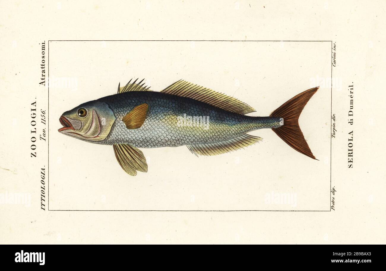 Greater amberjack, Seriola dumerili, Seriola di Dumeril. Handcoloured copperplate stipple engraving from Antoine Laurent de Jussieu's Dizionario delle Scienze Naturali, Dictionary of Natural Science, Florence, Italy, 1837. Illustration engraved by Carini, drawn by Jean Gabriel Pretre and directed by Pierre Jean-Francois Turpin, and published by Batelli e Figli. Turpin (1775-1840) is considered one of the greatest French botanical illustrators of the 19th century. Stock Photo