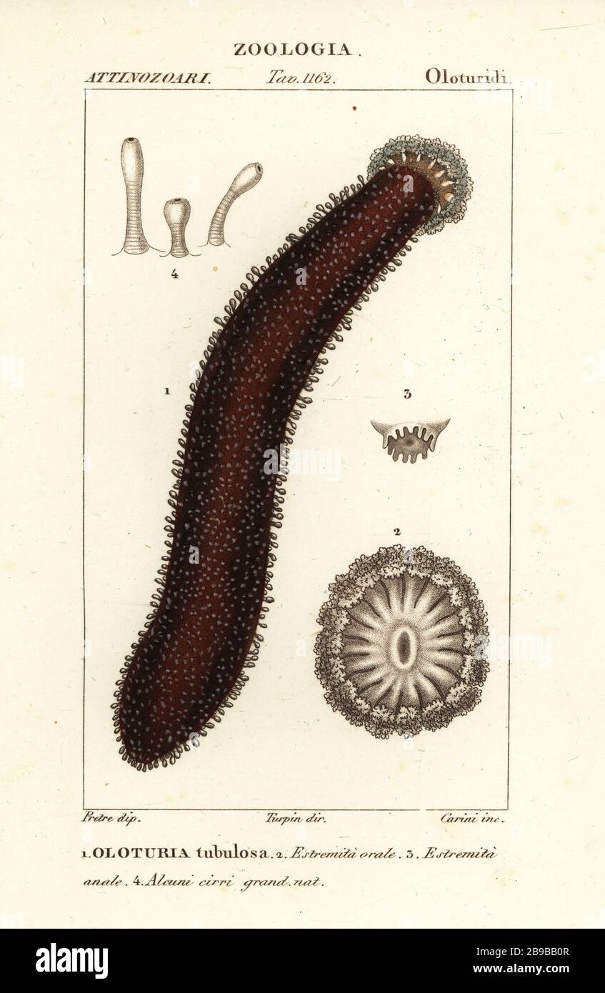 Cotton-spinner or tubular sea cucumber, Holothuria tubulosa. Oloturia tubulosa. Handcoloured copperplate stipple engraving from Antoine Laurent de Jussieu's Dizionario delle Scienze Naturali, Dictionary of Natural Science, Florence, Italy, 1837. Illustration engraved by Corsi, drawn by Jean Gabriel Pretre and directed by Pierre Jean-Francois Turpin, and published by Batelli e Figli. Turpin (1775-1840) is considered one of the greatest French botanical illustrators of the 19th century. Stock Photo