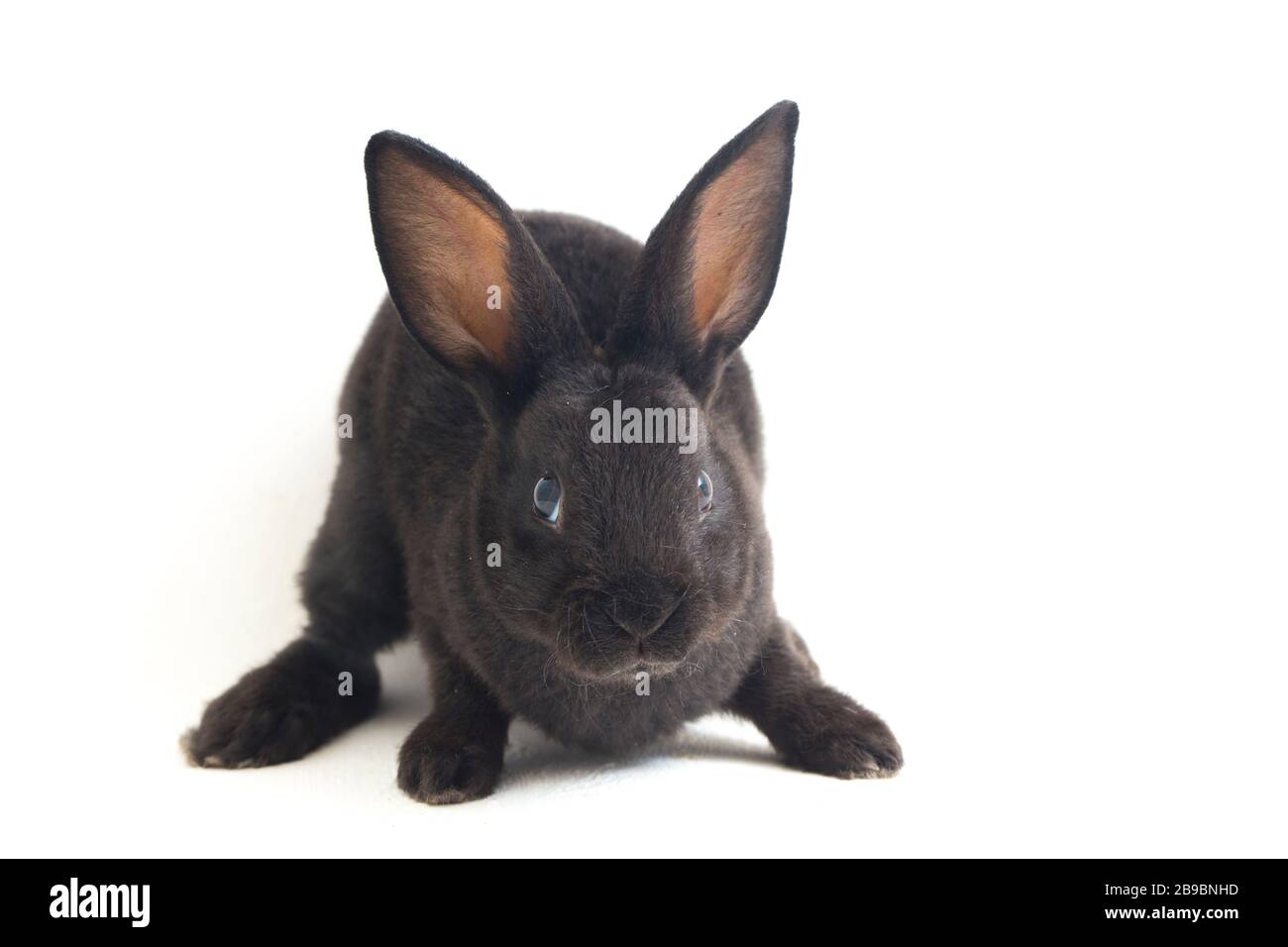 Self Black Rex Rabbit Cute little rex black rabbit isolated on white background Stock Photo ...