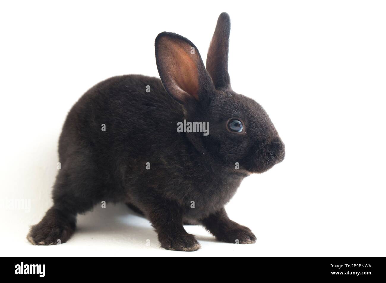 Self Black Rex Rabbit Cute little rex black rabbit isolated on white background Stock Photo ...