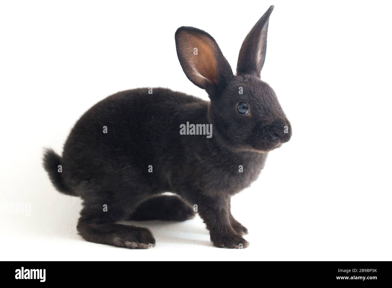Self Black Rex Rabbit Cute little rex black rabbit isolated on white background Stock Photo ...