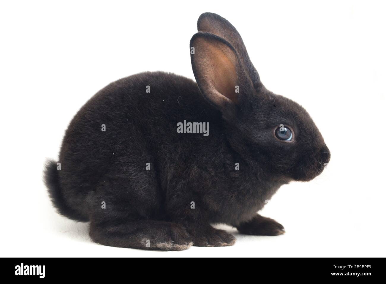 Self Black Rex Rabbit Cute little rex black rabbit isolated on white background Stock Photo ...