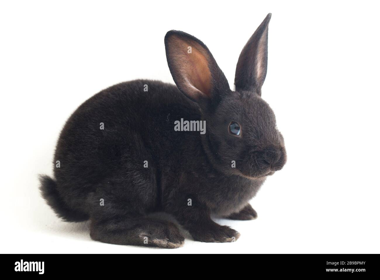 Self Black Rex Rabbit Cute little rex black rabbit isolated on white background Stock Photo ...