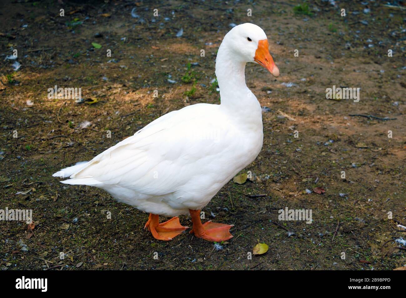 White domestic goose.white goose standing on the farm Stock Photo Alamy
