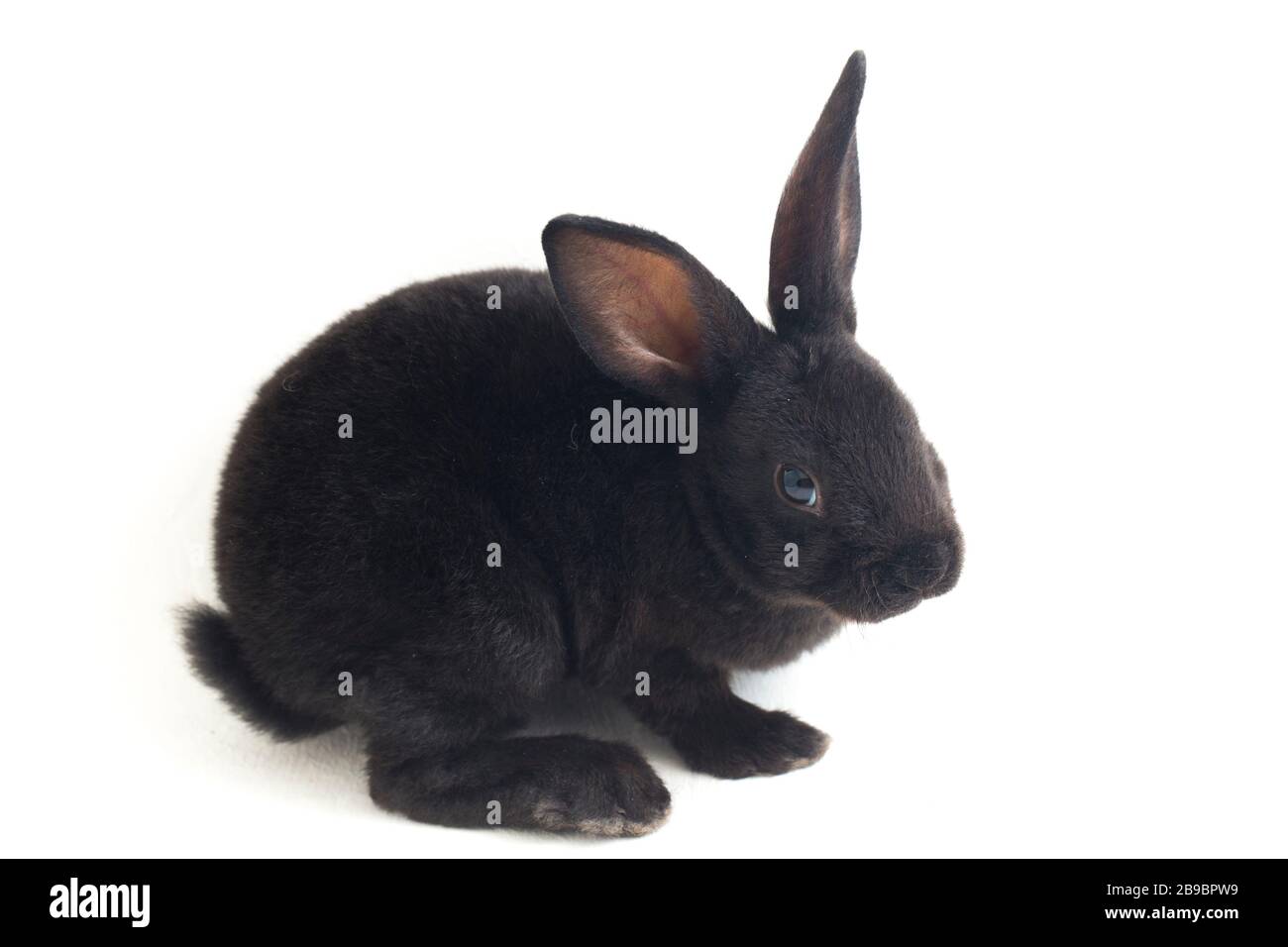 Self Black Rex Rabbit Cute little rex black rabbit isolated on white background Stock Photo ...