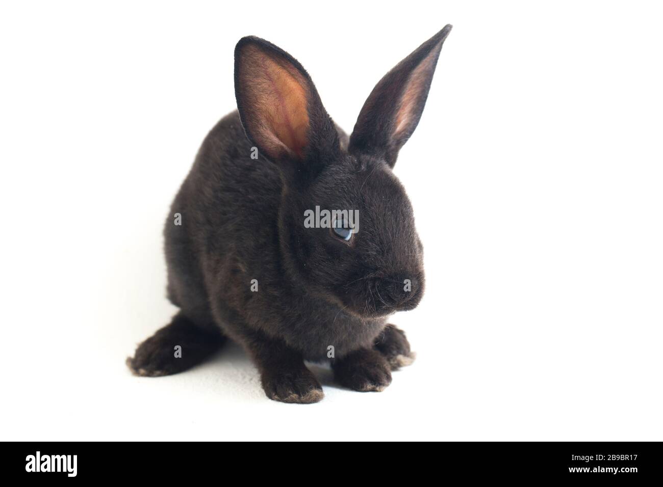 Self Black Rex Rabbit Cute little rex black rabbit isolated on white background Stock Photo ...