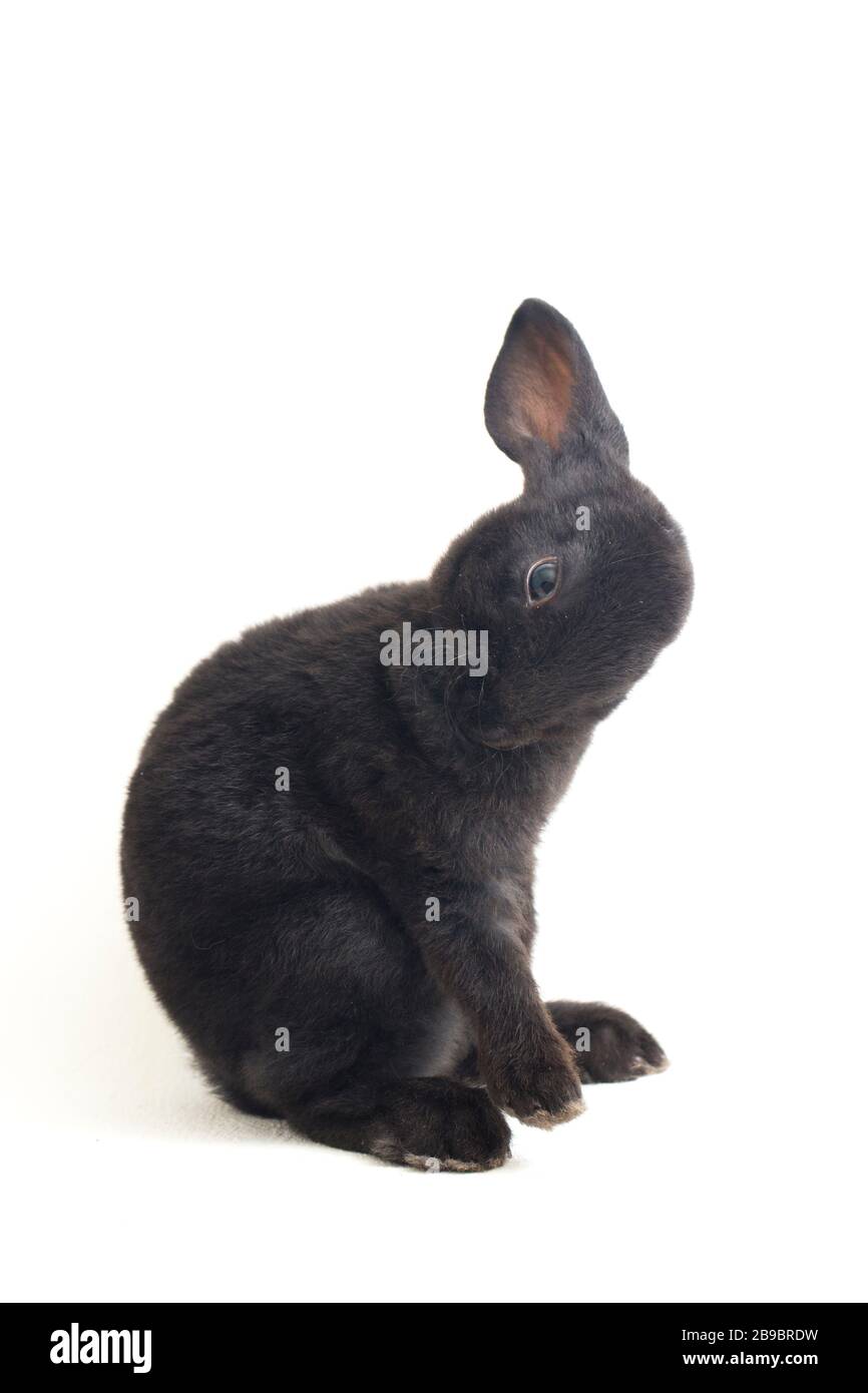 Rex Rabbit No Background Cute little rex black rabbit isolated on white background Stock Photo ...