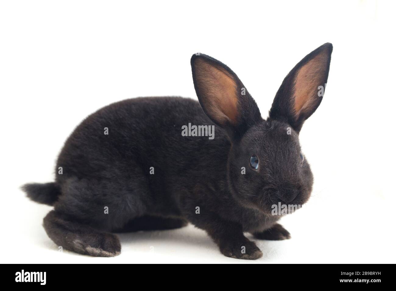 Self Black Rex Rabbit Cute little rex black rabbit isolated on white background Stock Photo ...