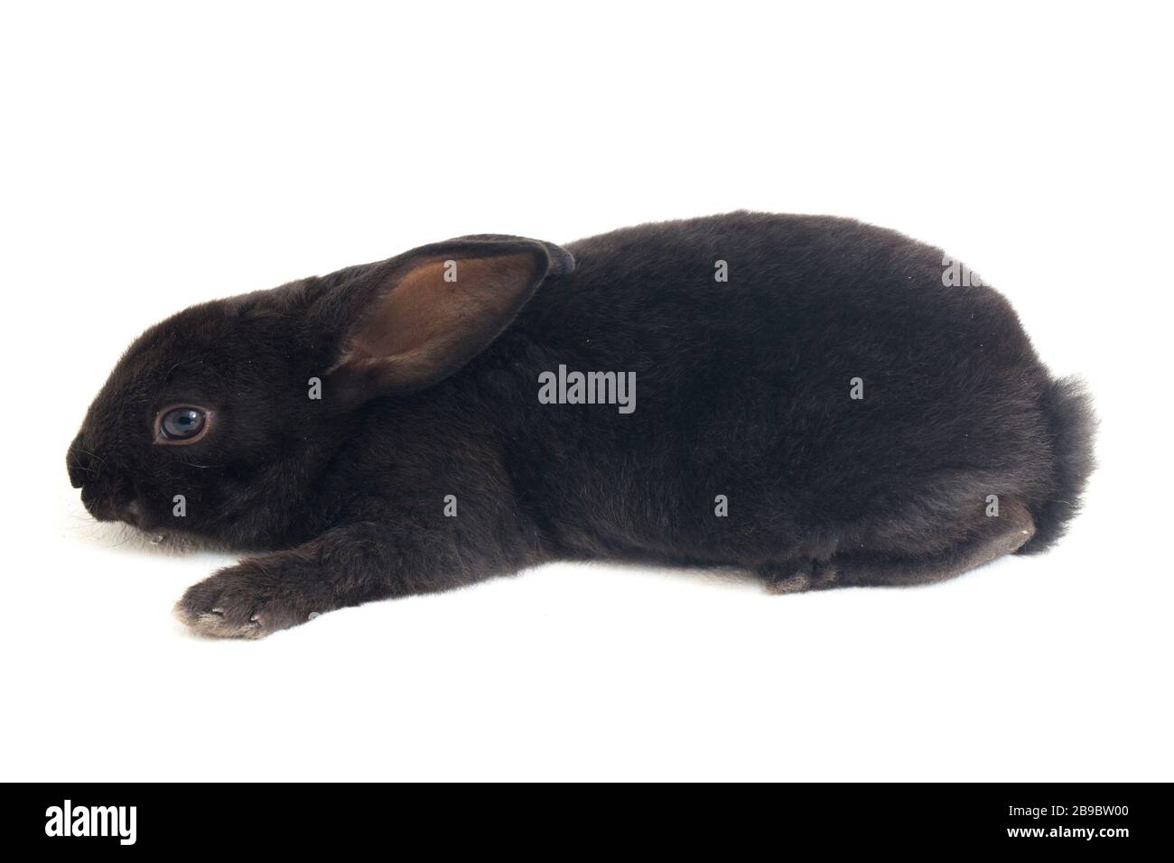 Self Black Rex Rabbit Cute little rex black rabbit isolated on white background Stock Photo ...