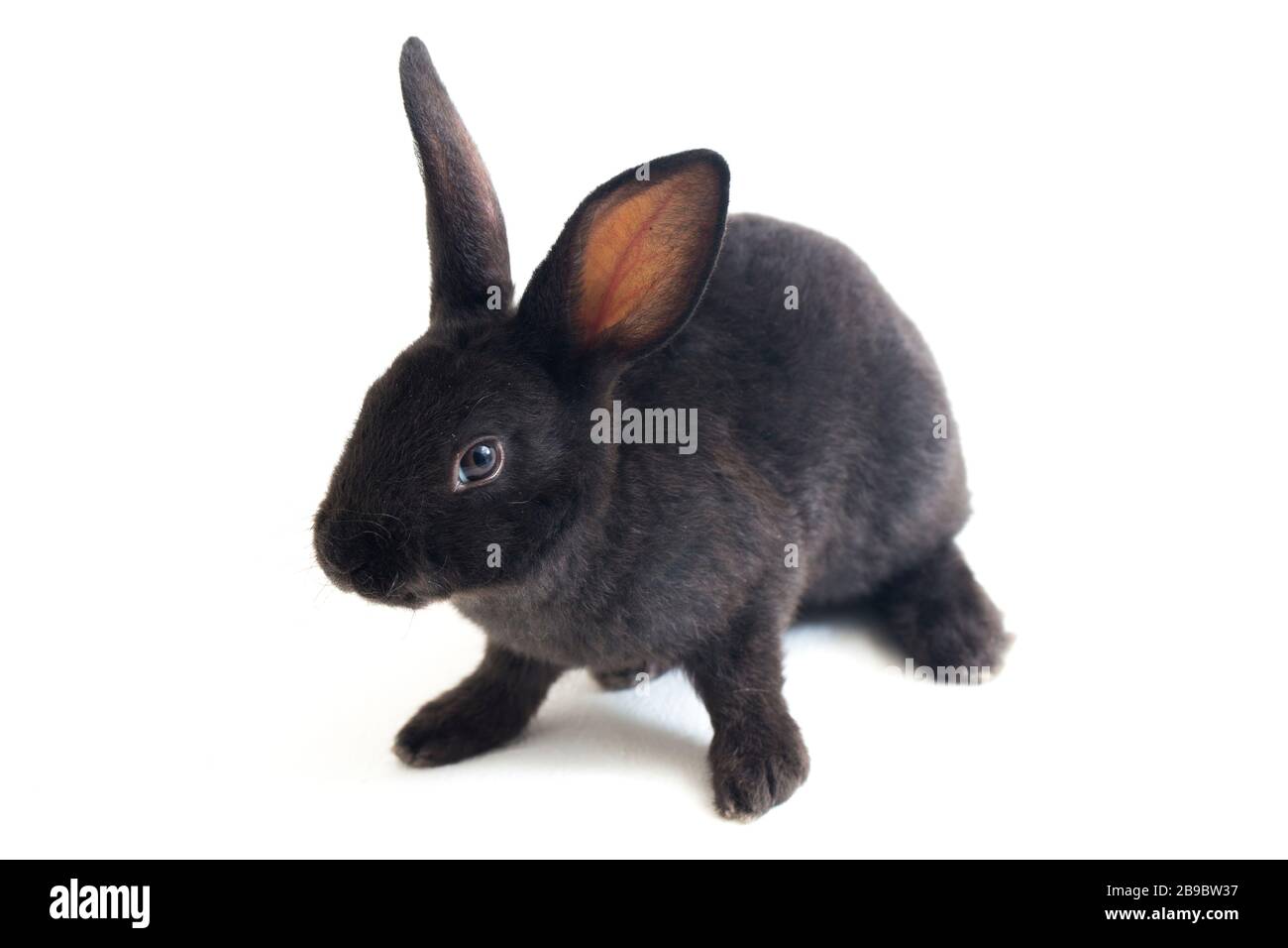 Self Black Rex Rabbit Cute little rex black rabbit isolated on white background Stock Photo ...