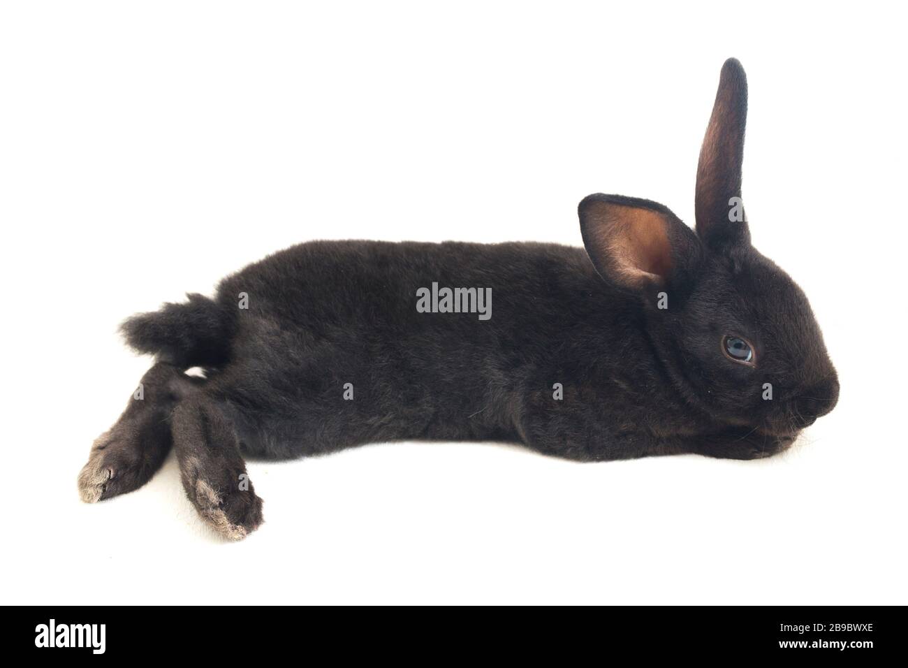 Self Black Rex Rabbit Cute little rex black rabbit isolated on white background Stock Photo ...