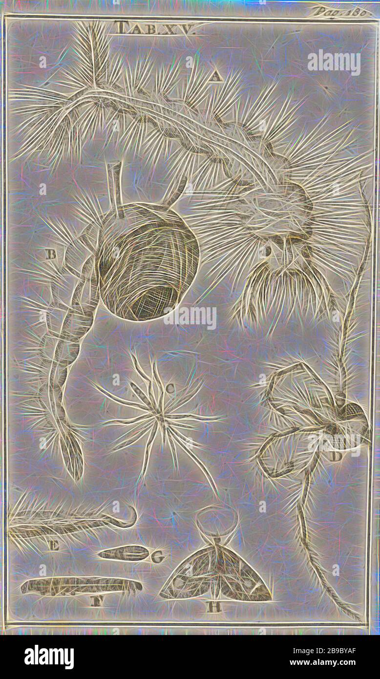 Radiance Insect H 180 mm w 180 mm hi-res stock photography and images - Alamy