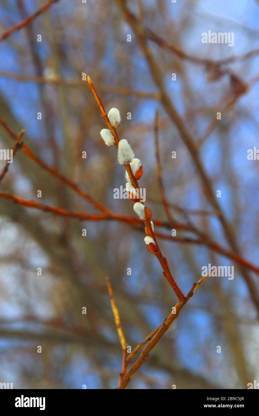 White fluffy willow buds on thin branches of brown-orange color. The concept of spring, warming and changing seasons. Stock Photo