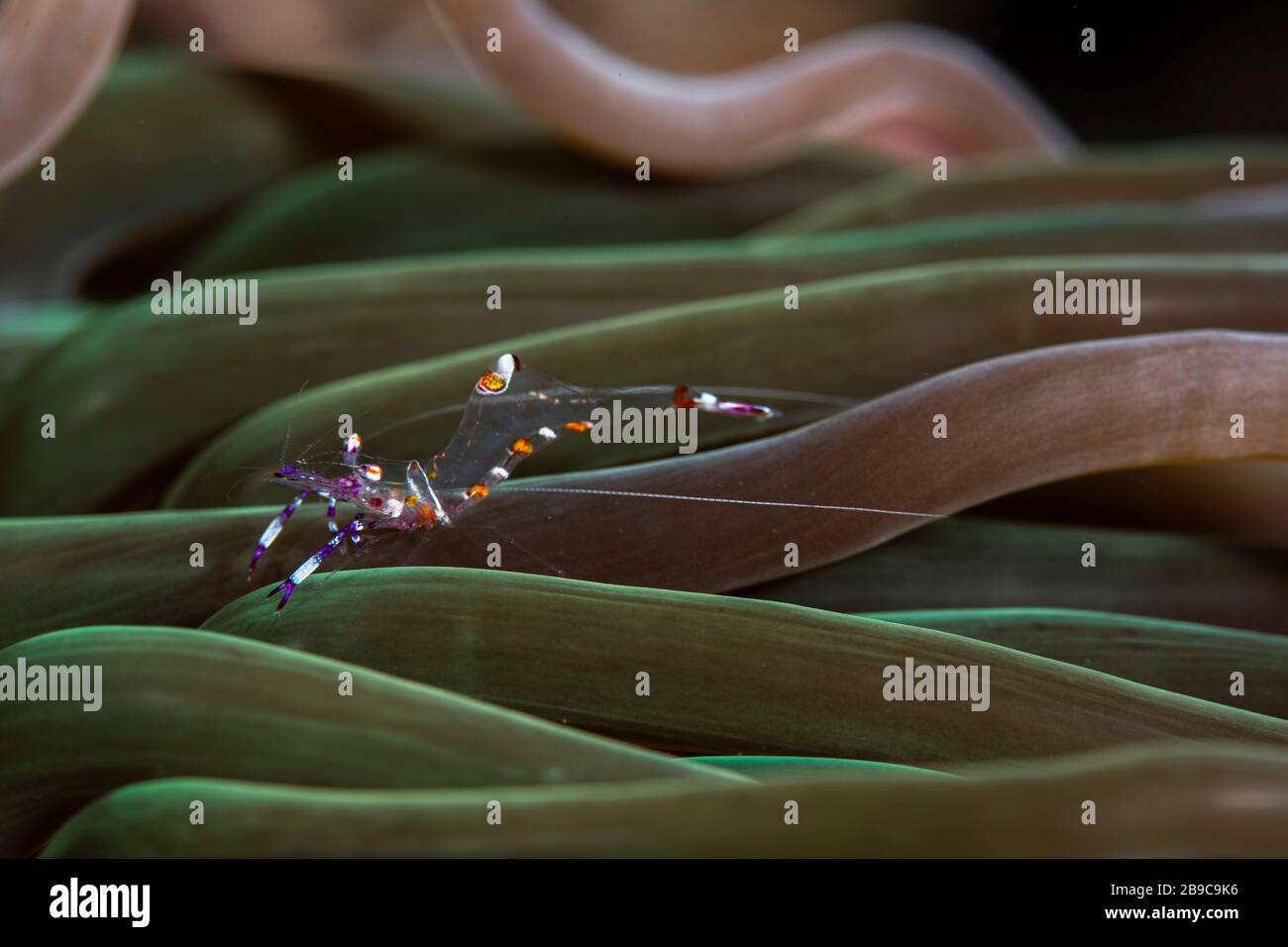 An anemone shrimp lives among the tentacles of an anemone. Stock Photo