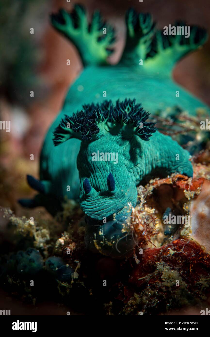 A pair of Nembrotha nudibranchs strike a similar pose. Stock Photo