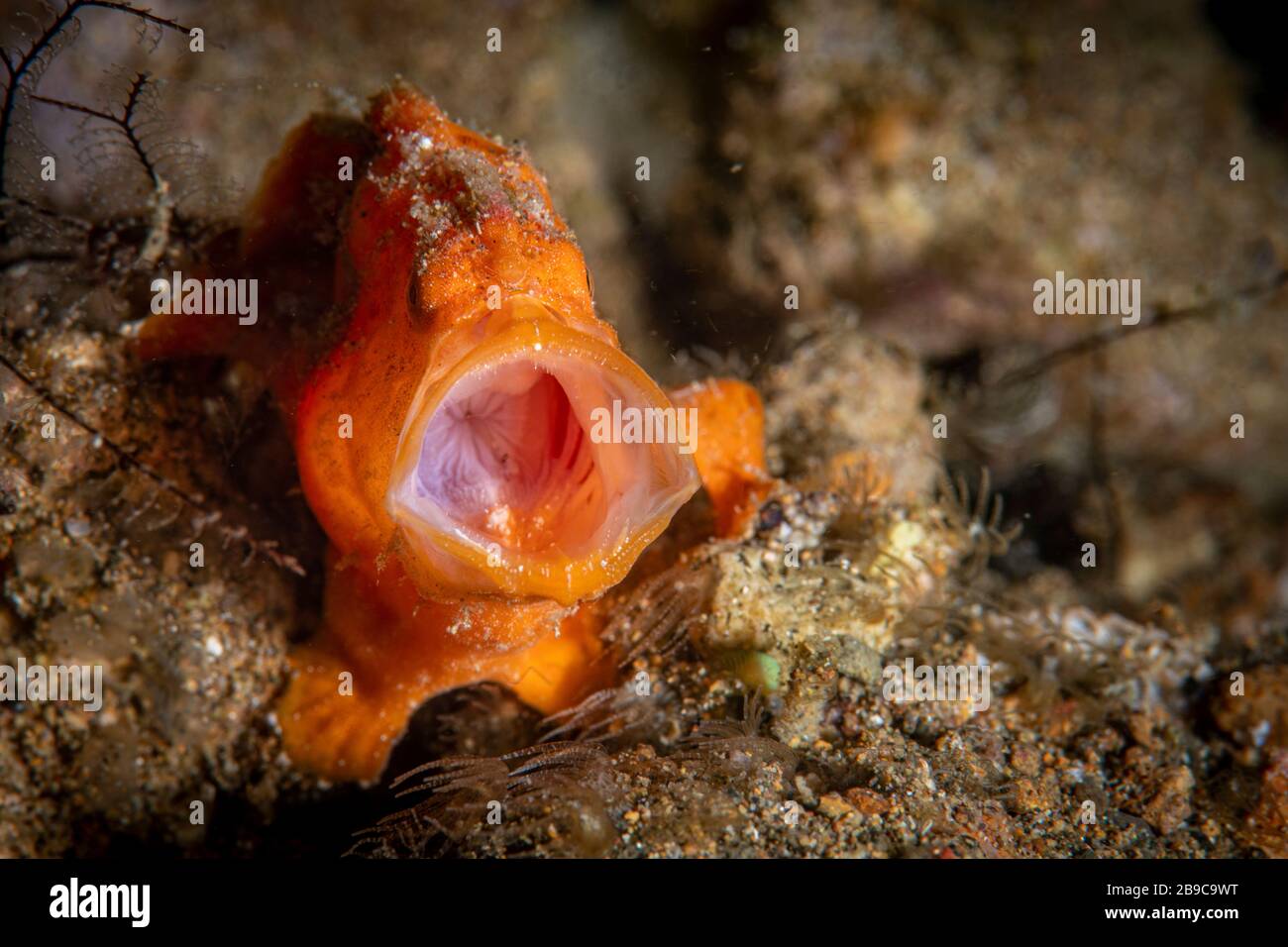 A tiny orange frogfish yawns so wide, you can see right down his throat. Stock Photo