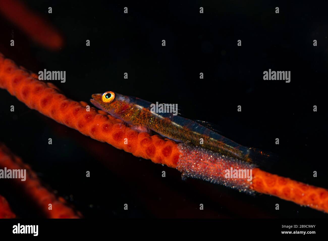 A whip coral goby broods eggs it has laid on the whip coral where it lives. Stock Photo