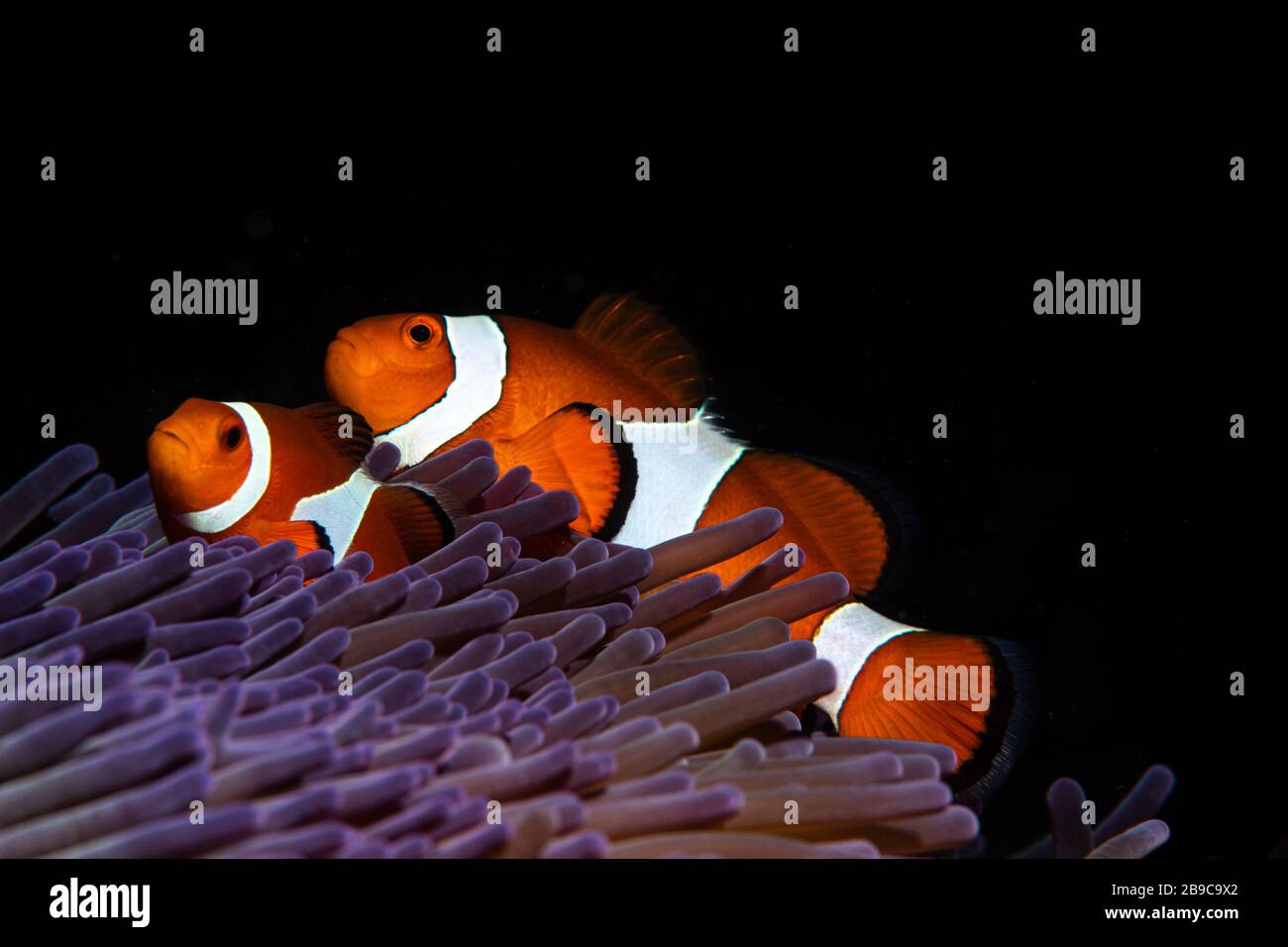 Two clownfish in their anemone home, Anilao, Philippines. Stock Photo