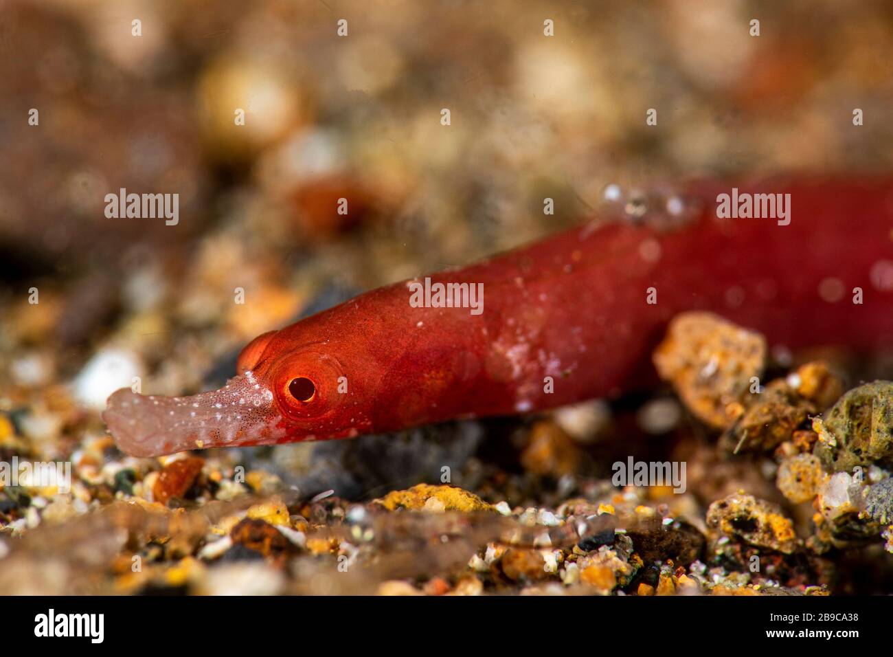 A pygmy pipefish with a white snout searches for a meal on the sea floor. Stock Photo
