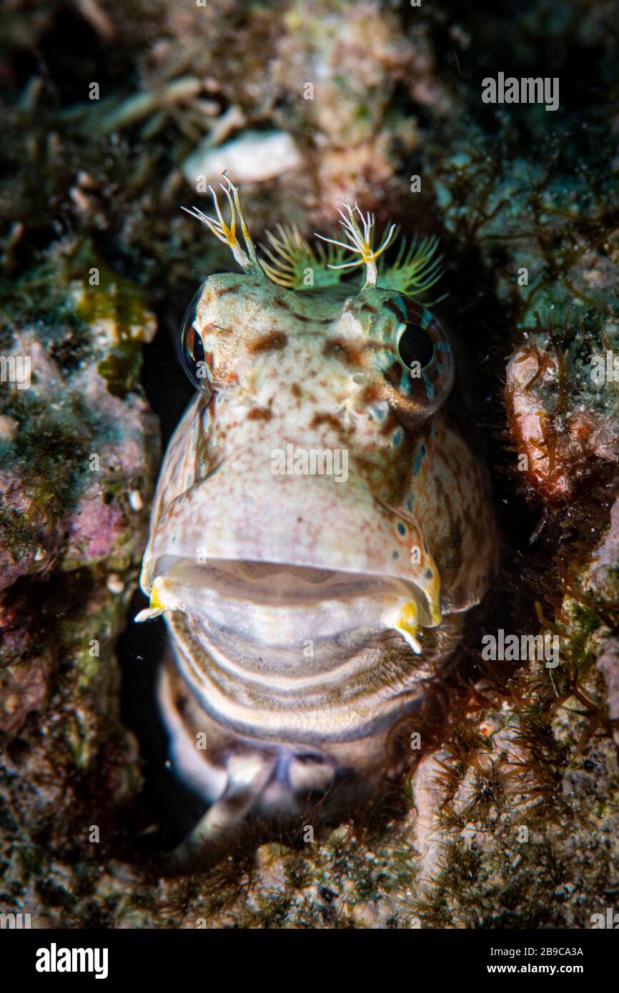 A blenny looks out from its den in the reef, Anilao, Philippines. Stock Photo