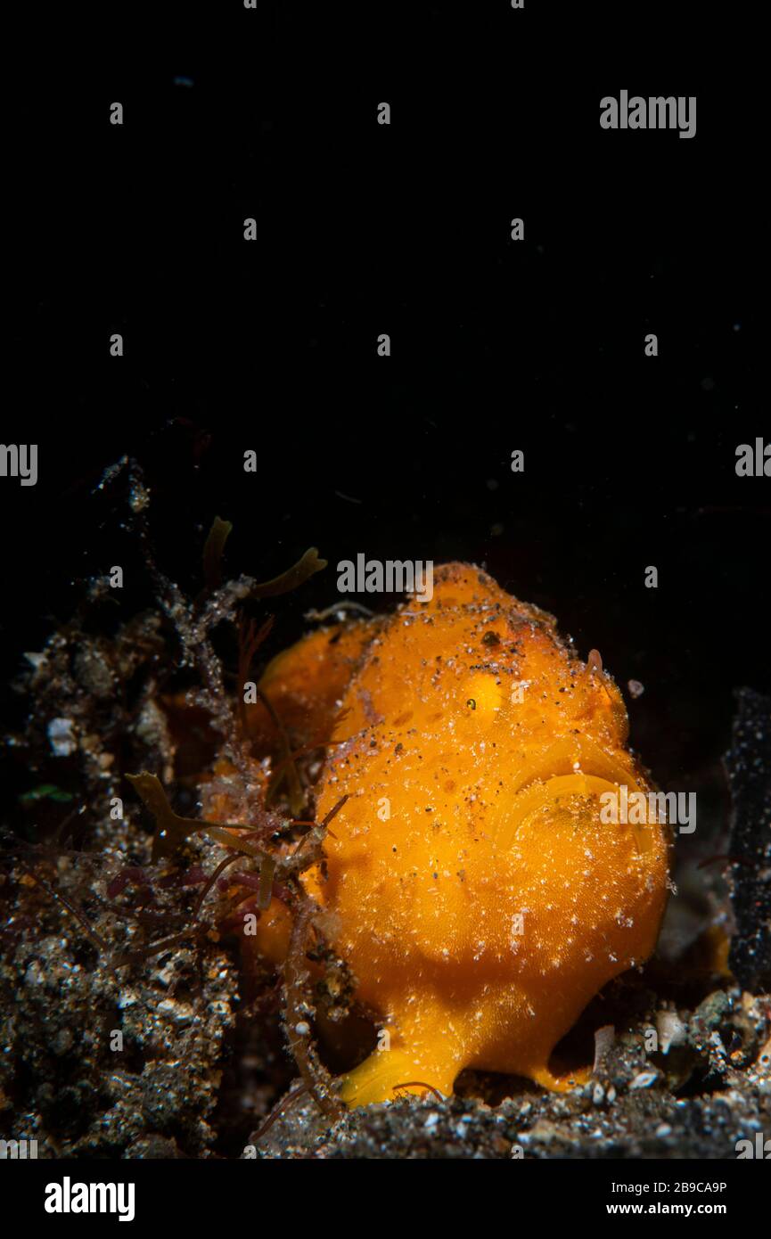 An orange frogfish, Anilao, Philippines. Stock Photo