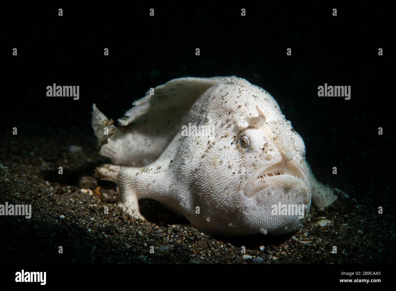 A juvenile hairy frogfish under a spotlight, Anilao, Philippines. Stock Photo