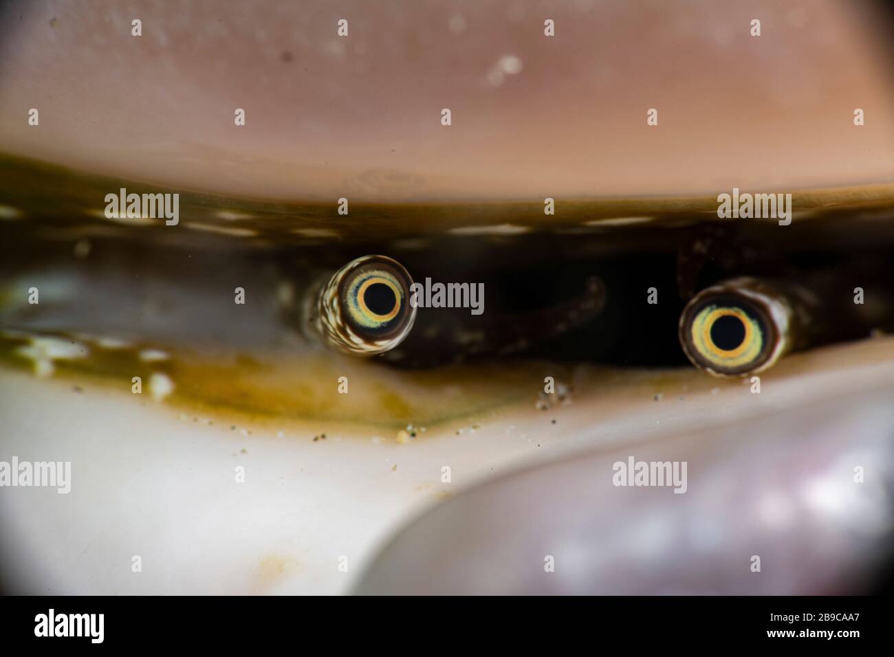 A conch peeks out from its shell, Anilao, Philippines. Stock Photo