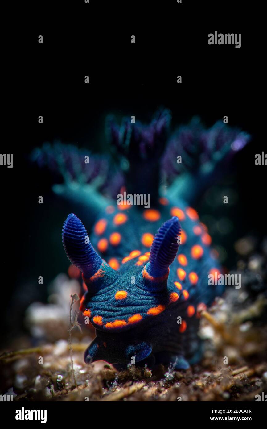 An undescribed species of nudibranch in Anilao, Philippines. Stock Photo