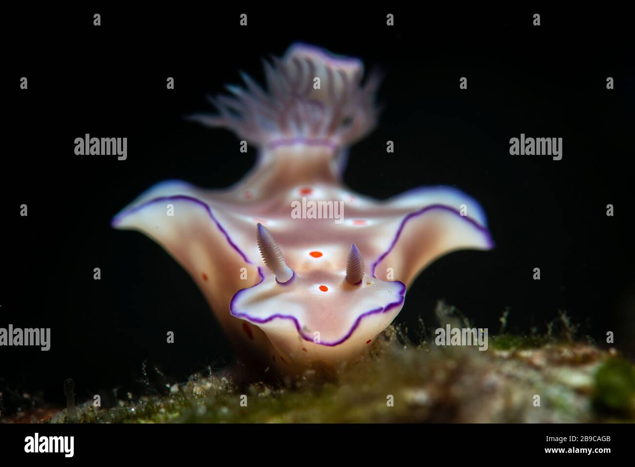 A nudibranch appears to take flight with its lobes extended. Stock Photo