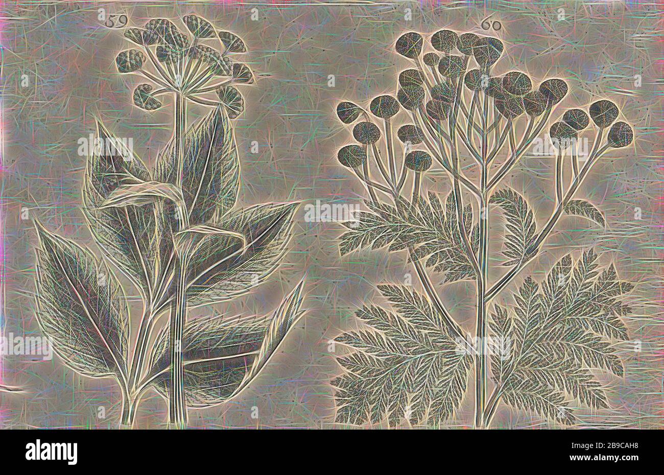 Hart root (Seseli libanotis) and tansy (Tanacetum vulgare), Hart root and tansy FIGs. 59 and 60 on a sheet hand numbered 30. In: Anselmi Boetii de Boot I.C. Brugensis & Rodolphi II. Imp. Novel. medici a cubiculis Florum, Herbarum, ac fructuum selectiorum icones, & vires pleraeque hactenus ignotÃ¦. Part of the album with sheets and plates from De Boodts herbarium from 1640. The twelfth of twelve albums with watercolors of animals, birds and plants known around 1600, commissioned by Emperor Rudolf II, anonymous, 1604 - 1632 and/or 1640, paper, ink, watercolor (paint), engraving, h 135 mm Ã— w 20 Stock Photo