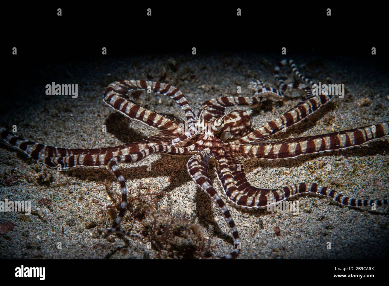 A mimic octopus hunts out on the sand, Anilao, Philippines. Stock Photo
