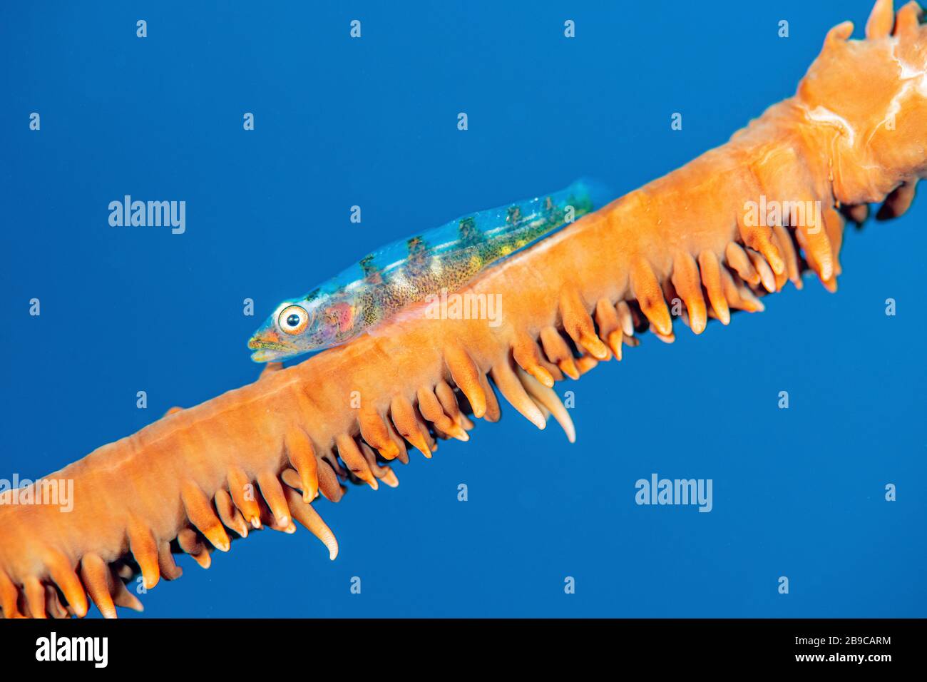 A whip coral goby against the blue sea, Anilao, Philippines. Stock Photo